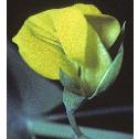 yellowfflo2vetchling