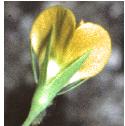 yellowfflo4vetchling
