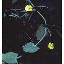 yellowfflosvetchling