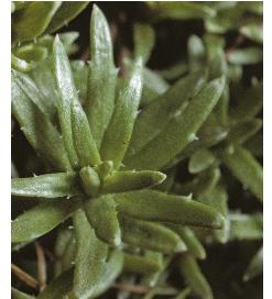 yellowffolmountainsaxifrage