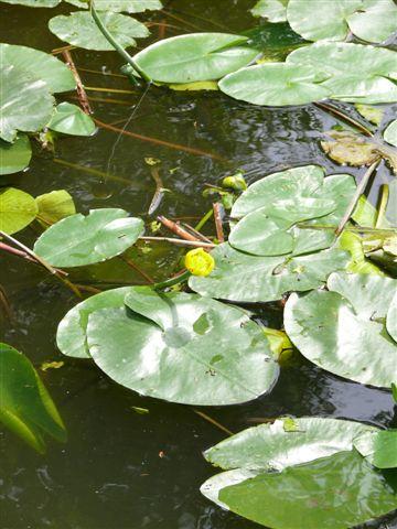 yellowffolwaterlilybritishflora