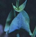 yellowffolwort1