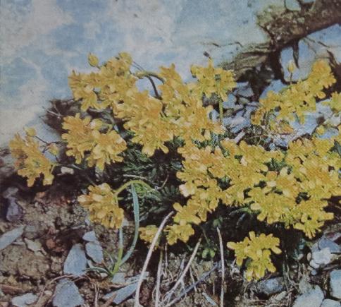 yellowwhitlowgrassdrabaaizoidespolunin1